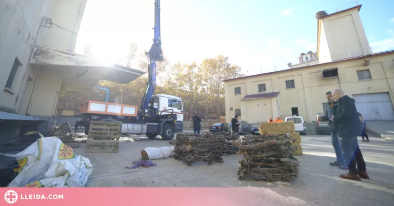 Comencen a traslladar els nius de cigonyes de les antigues sitges de Pardinyes