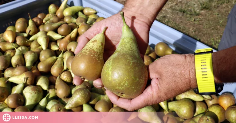 ⏯️ Afrucat demana que ens fixem més en el sabor de les peres i pomes que en l'estètica