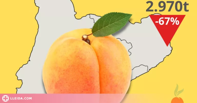 Catalunya i Aragó perden entre el 67% i el 85% de la seva producció d’albercoc