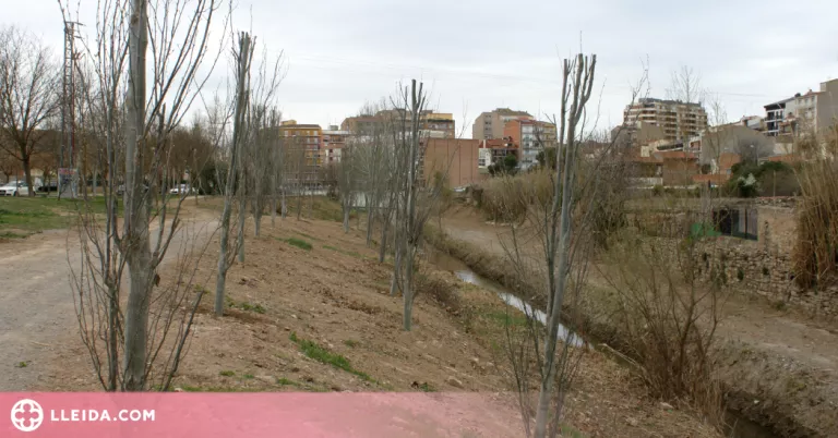 Tàrrega ultima els treballs de neteja i plantació d’arbres a la llera del riu Ondara