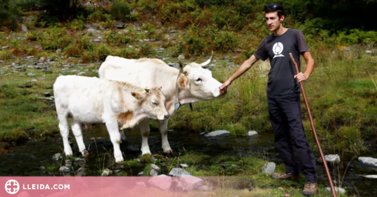 ⏯️ La vaca pallaresa ja supera els 60 animals i la seva carn aviat es trobarà a les carnisseries