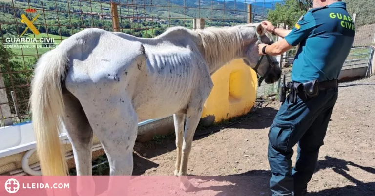 ⏯️ Troben animals que malvivien en una granja il·legal a l'Alt Urgell