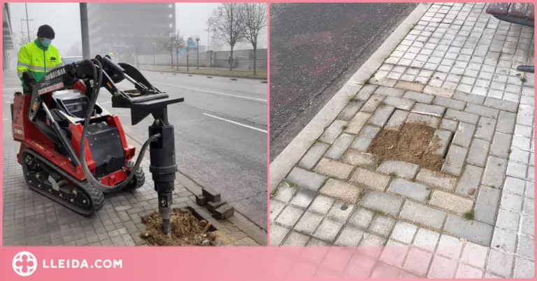 La Paeria de Lleida posa a punt 200 escocells per a plantar-hi arbres