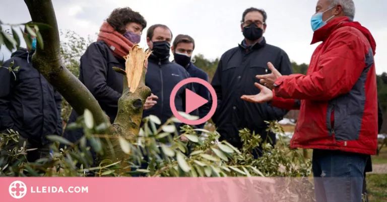 ⏯️ Més de 34.600 hectàrees d'oliveres, malmeses a Lleida per Filomena