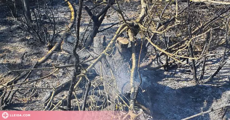 Els Bombers donen per controlat l'incendi d'Ascó