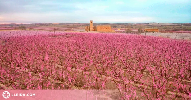 El monestir d’Avinganya rep més de 600 visitants durant la floració