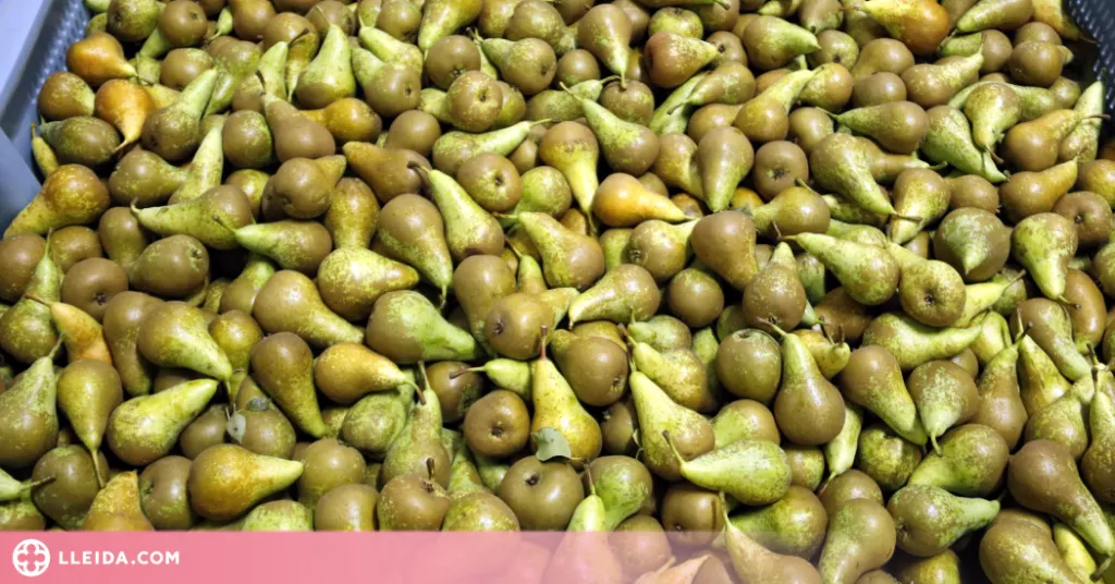 ⏯️ Afrucat demana que ens fixem més en el sabor de les peres i pomes que en l'estètica