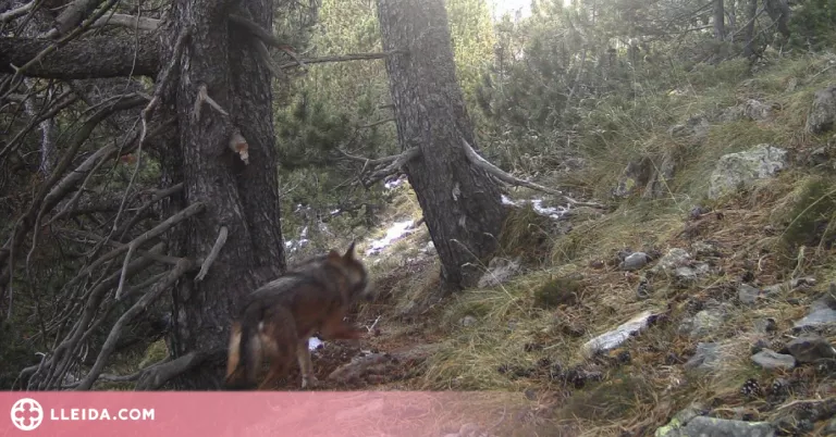 Front comú a la Vall Fosca pel darrer atac del llop a bestiar de la zona