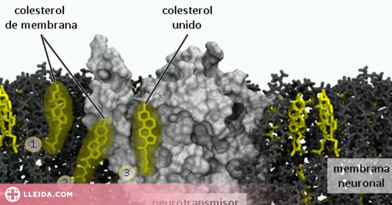 El colesterol és fonamental per a la transmissió de senyals en el cervell