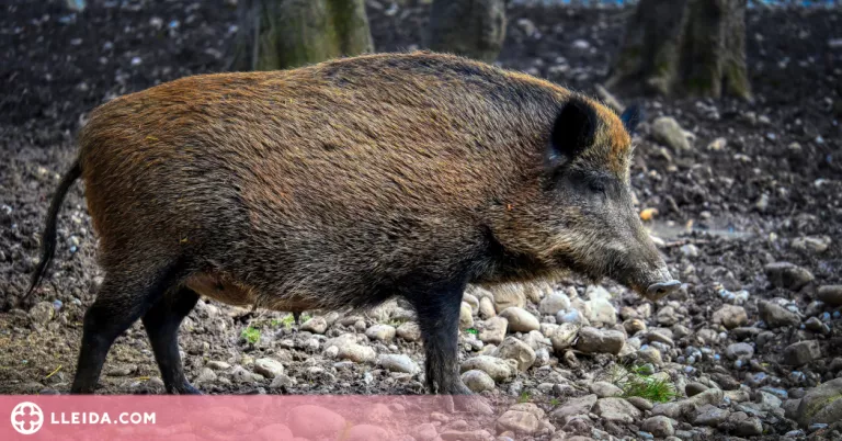 JARC demana indemnitzacions pels danys de fauna als cultius