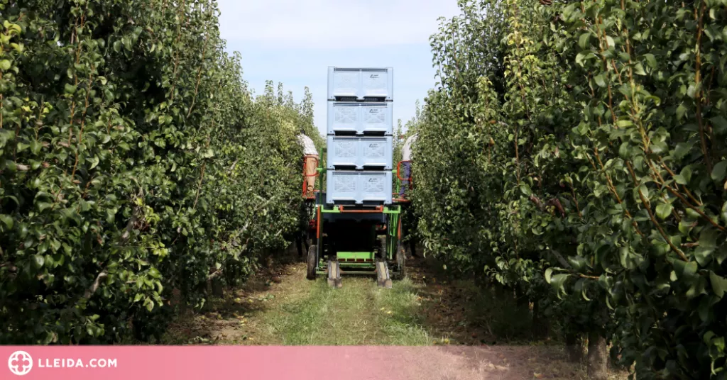⏯️ Afrucat demana que ens fixem més en el sabor de les peres i pomes que en l'estètica