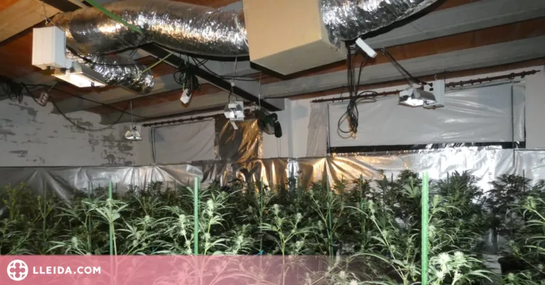 Detinguda a la Segarra per cultivar marihuana a casa i tenir la llum punxada
