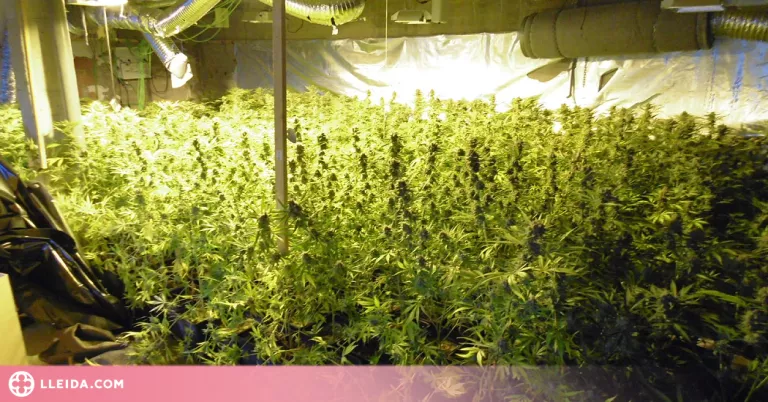 Desarticulen un grup criminal amb 13 plantacions de marihuana