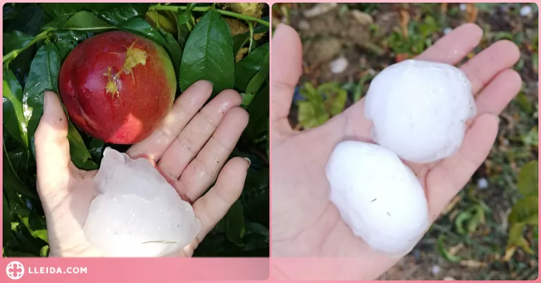 Una pedregada malmet cultius de fruita dolça al Segrià