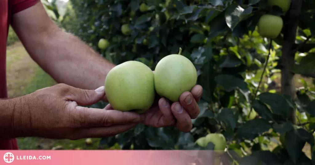 ⏯️ Afrucat demana que ens fixem més en el sabor de les peres i pomes que en l'estètica