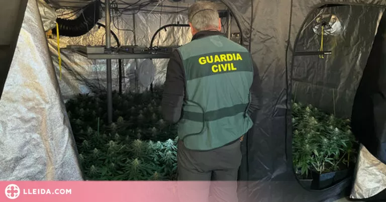 Desmantellen un cultiu 'indoor' de marihuana i intercepten un camió amb 44 kg de cabdells