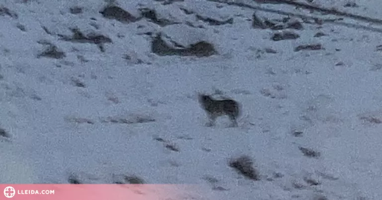 Les mostren biològiques confirmen que l'animal vist a l'Aran era un llop