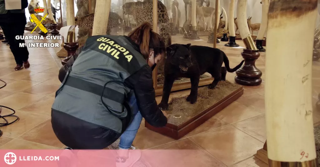 ⏯️ Decomissen més d'un miler d'animals dissecats protegits valorats en 29 milions d'euros