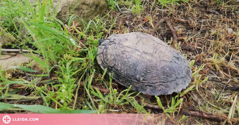 Rescaten una tortuga al centre urbà de les Borges