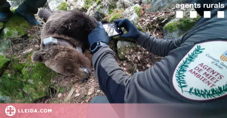 Les escoltes telefòniques per la mort de l'ós Cachou destapen la xarxa de tràfic de drogues a Vielha