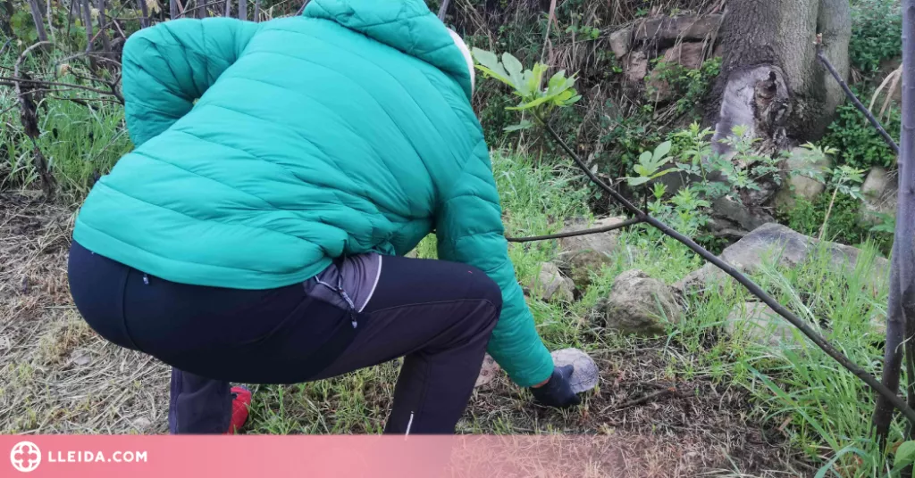 Rescaten una tortuga al centre urbà de les Borges