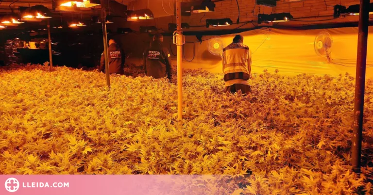 A presó cinc homes per gestionar una plantació de marihuana amb més de 7.000 plantes