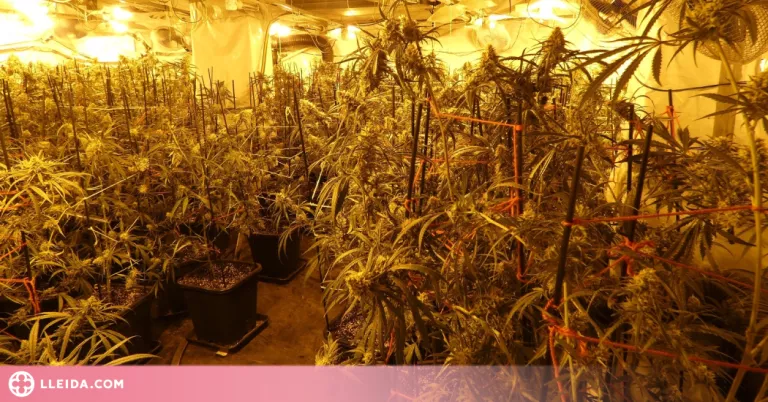Desmantellen a les Garrigues un cultiu amb més de 200 plantes de marihuana