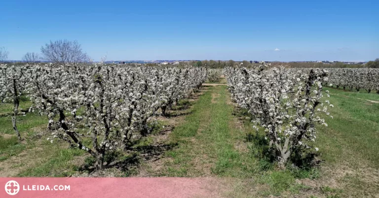 Últim cap de setmana de floració a Montoliu de Lleida