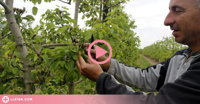 ⏯️ La campanya de la fruita tindrà la menor producció dels darrers 40 anys