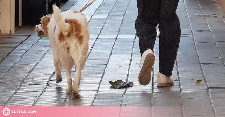 Detingut l'amo d'un gos potencialment perillós per agressions amb lesions a la Seu