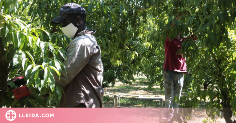 Alcaldes del Segrià plantegen un pla de vacunació per als temporers de la campanya de la fruita