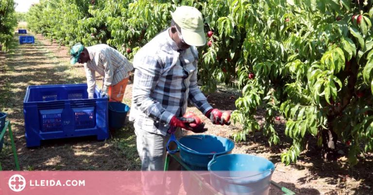 Càritas constata l'arribada de temporers al Segrià abans de la campanya de la fruita