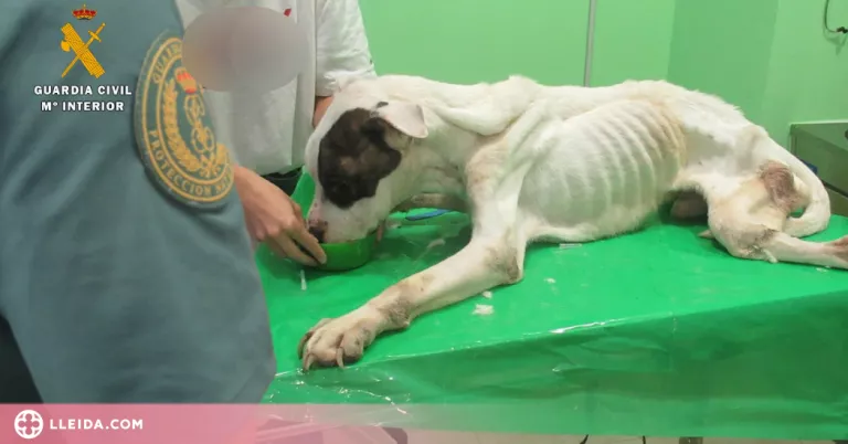 Investiguen una dona per maltracte animal a Fraga