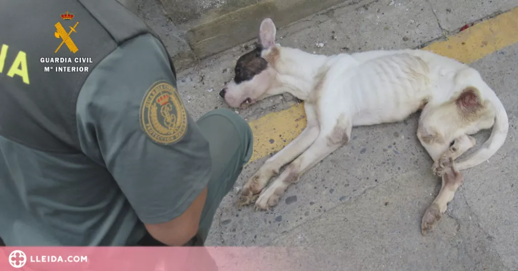 Investiguen una dona per maltracte animal a Fraga