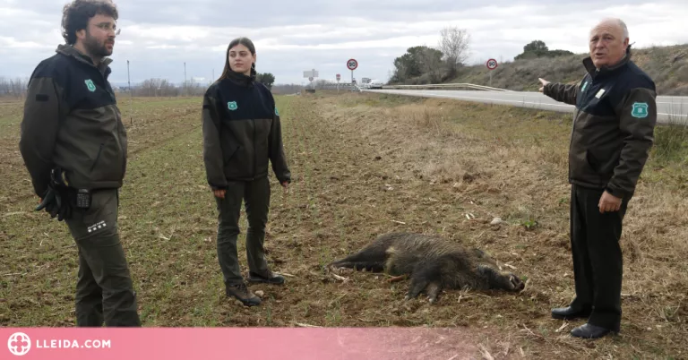 ⏯️ Prova pilot dels Agents Rurals a Lleida per reduir els accidents per atropellament de fauna salvatge