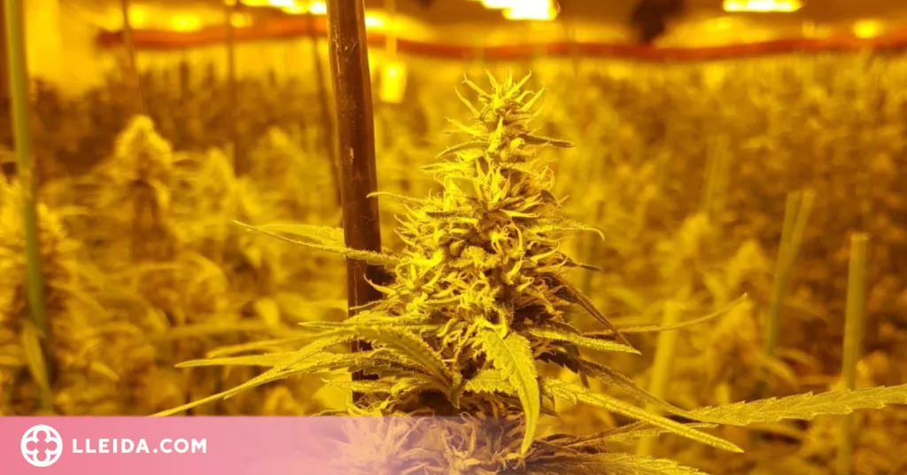 Detinguts per cultivar més de 1.500 plantes de marihuana a la Segarra