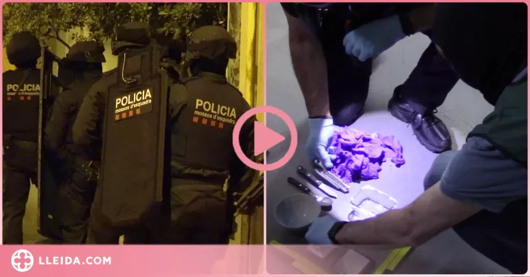 ⏯️ 29 detinguts de tres clans que distribuïen cocaïna, heroïna i marihuana des de Balaguer