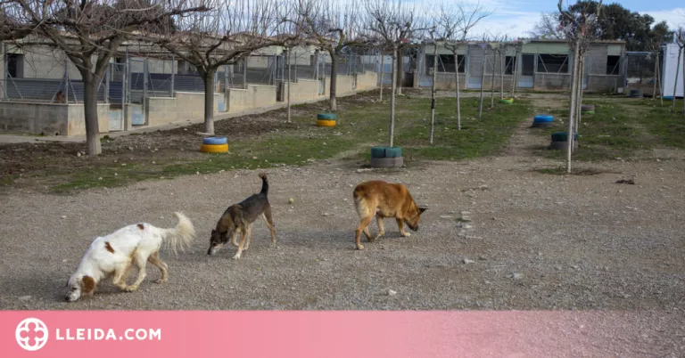 Més adopcions en pandèmia