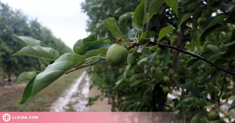 Els Canals d'Urgell fixen la data del primer reg de supervivència dels fruiters