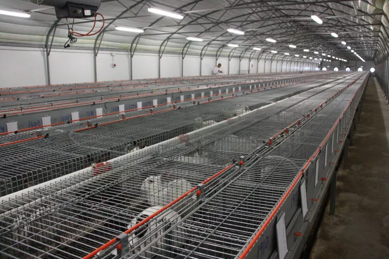 Els productors de conill registren 9 setmanes de pujades de cotització