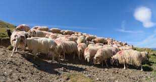 Denuncien primes retallades en ramaderia ecològica