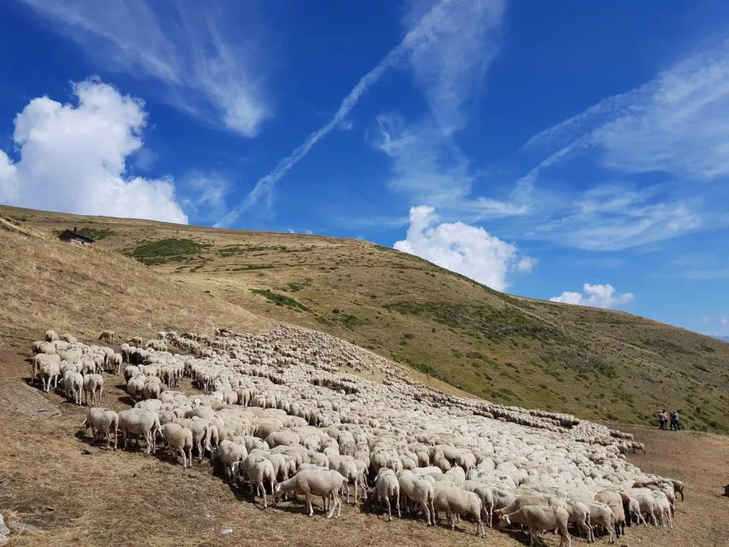Les vendes de carn d’oví cauen més d’un 90% pel coronavirus