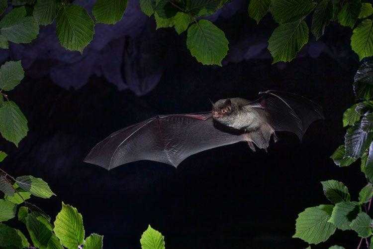 Descobreixen a Seròs una nova colònia de ratpenats en perill d'extinció