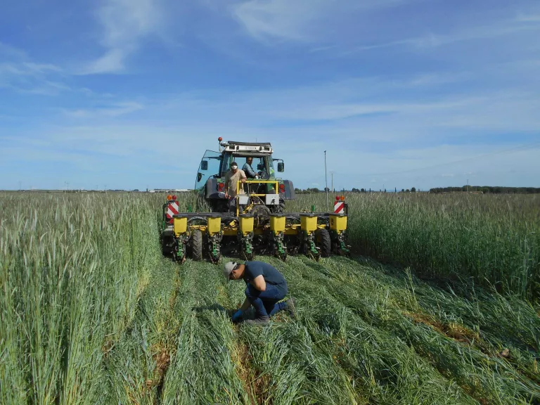 La UdL, en un projecte per augmentar l’autosuficiència europea de proteïna vegetal