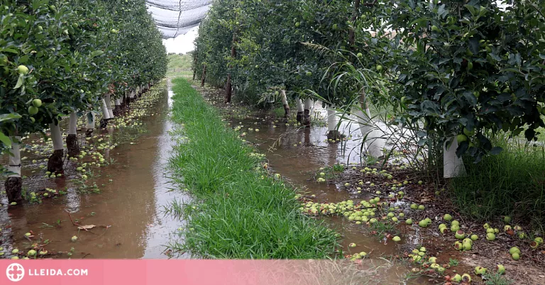 El canal d'Urgell comença aquest divendres el segon torn de reg als fruiters
