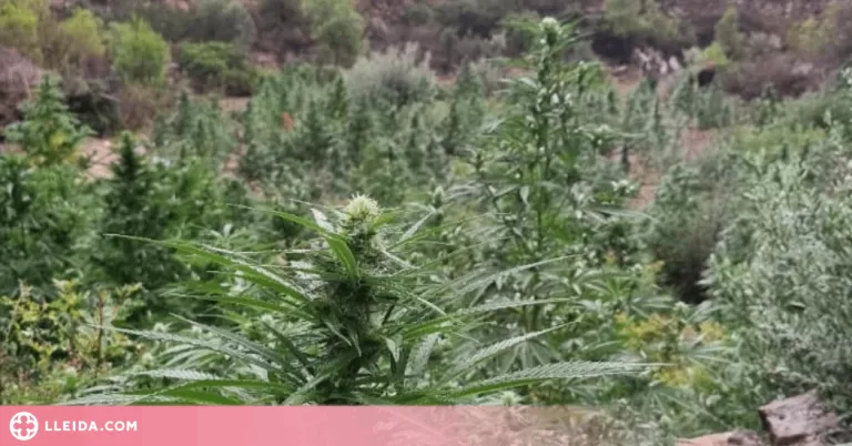 Desmantellada una segona macroplantació de marihuana a Almatret en el que portem d'estiu
