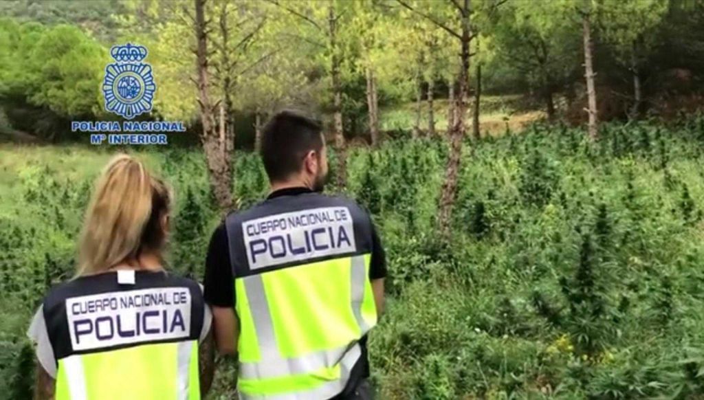 ⏯️ Desmantellada una plantació de marihuana a la Noguera Ribagorçana i el seu centre d'operacions a Lleida