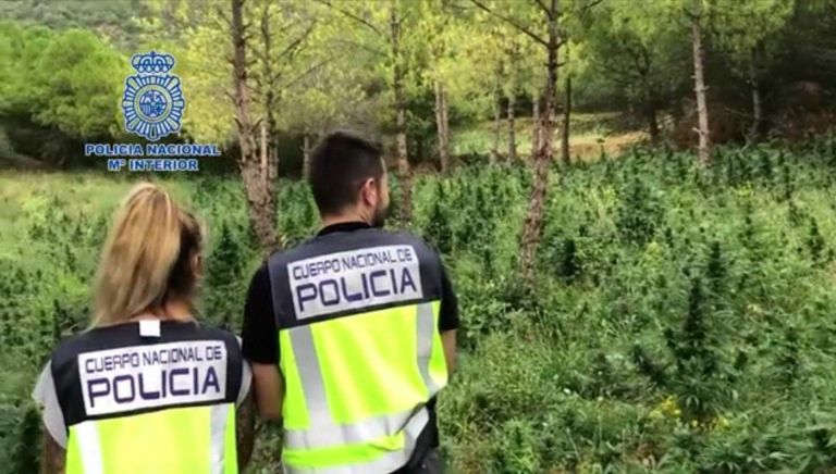 ⏯️ Desmantellada una plantació de marihuana a la Noguera Ribagorçana i el seu centre d'operacions a Lleida