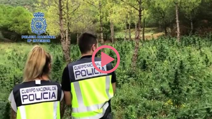 ⏯️ Cau un grup de cultiu i tràfic de marihuana a gran escala