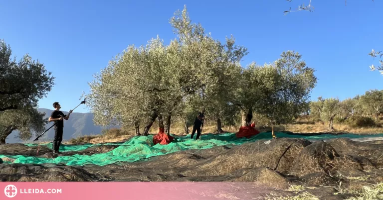 ⏯️ Les altes temperatures i la sequera avancen més d'un mes la collita d'olives al Pallars Jussà